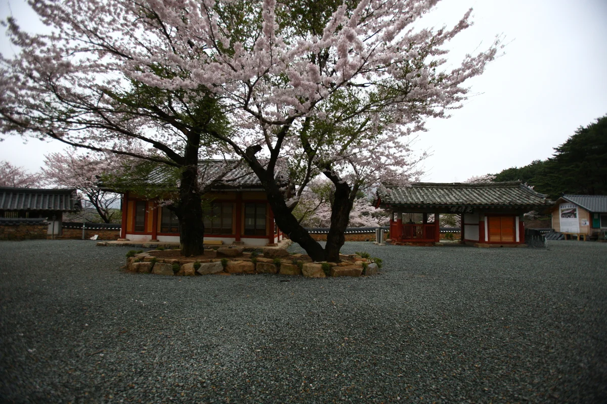 광명 벚꽃 (출처 : 한국관광공사)