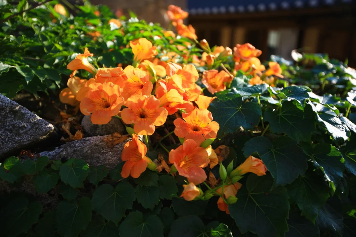 와이제이글램핑 YJ글램핑 - 외암민속마을 여행