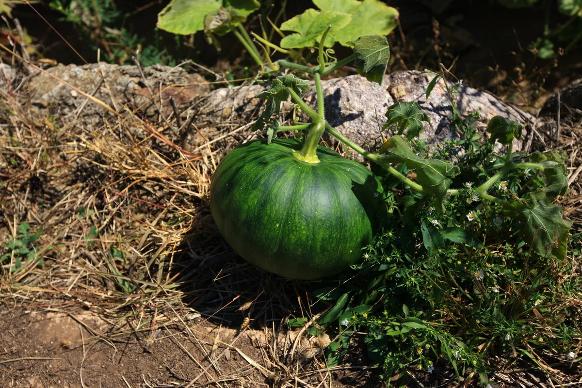 영양수비별빛캠핑장 - 영양여행 여행