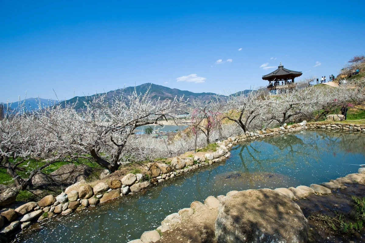 광양 매화마을 - 전남여행 여행