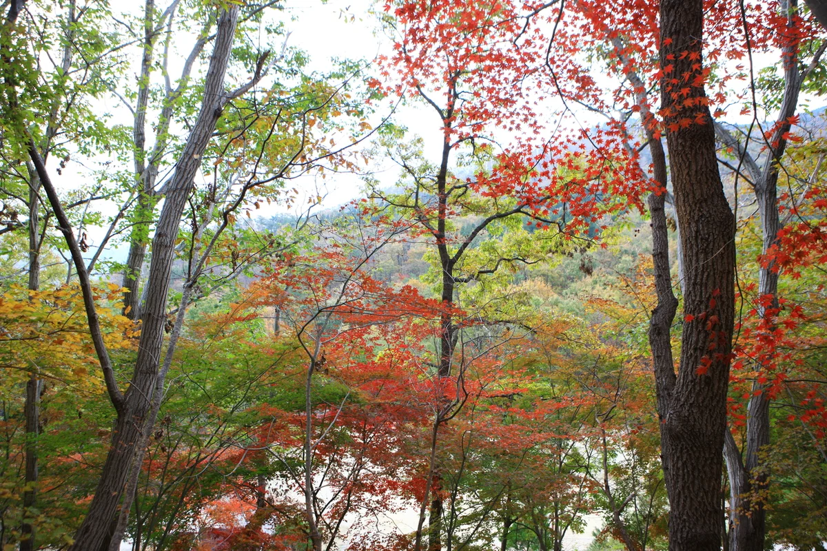 제암산자연휴양림 - 보성골프 여행