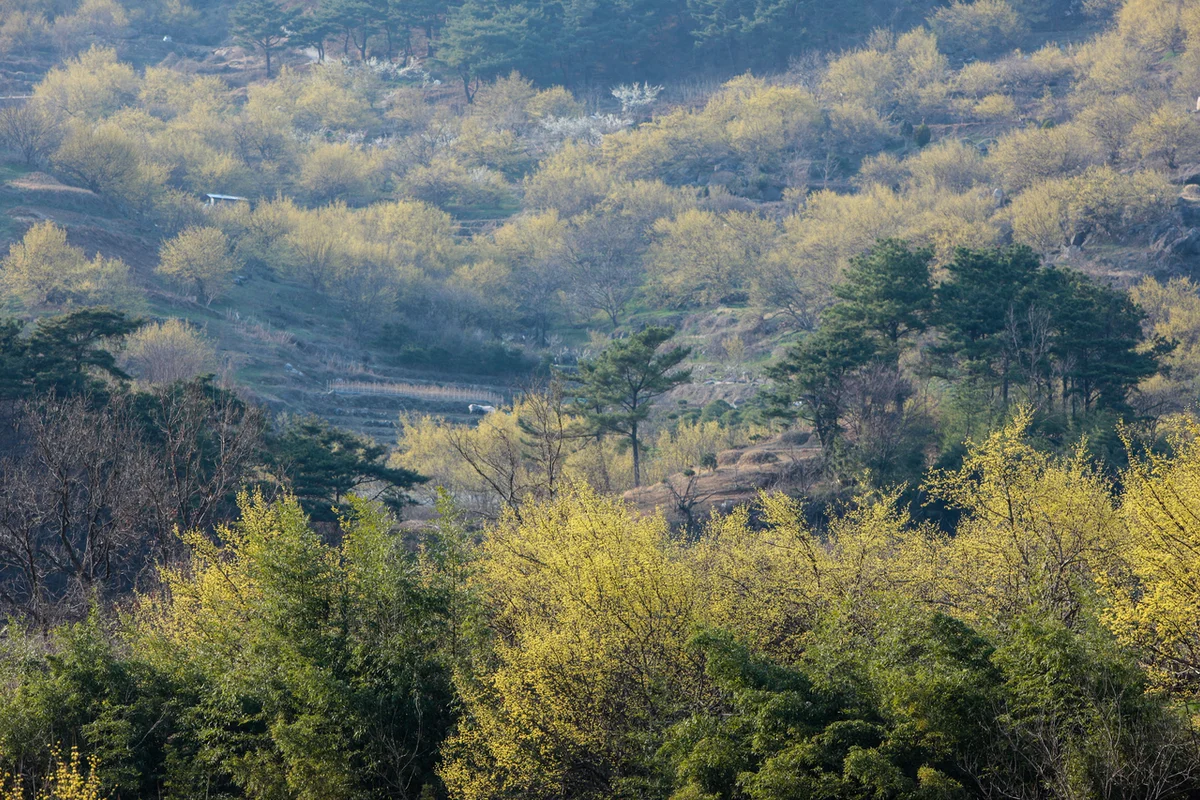 구례 산수유마을 - 전남여행 여행