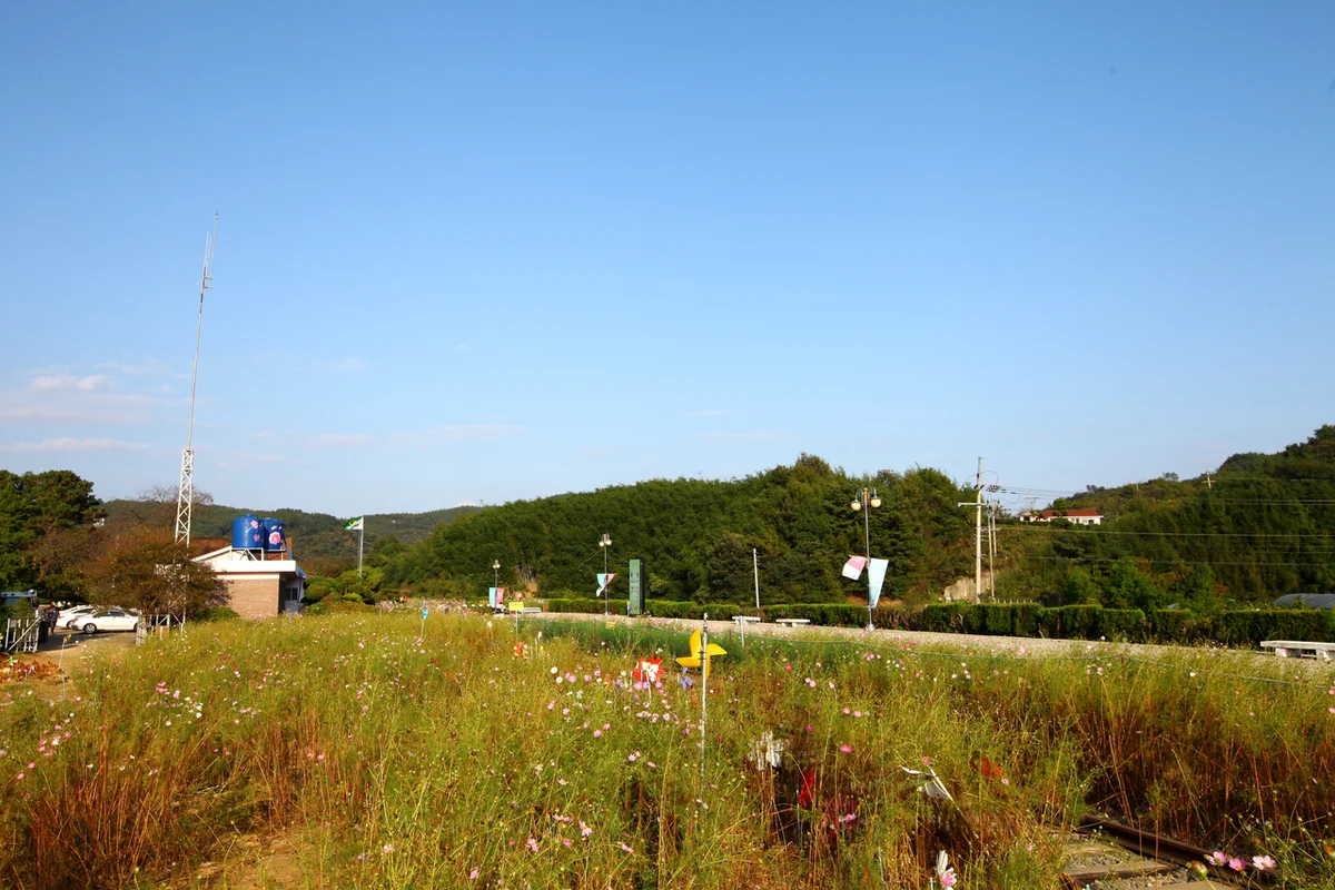 하동 코스모스 명소 (출처 : 한국관광공사)