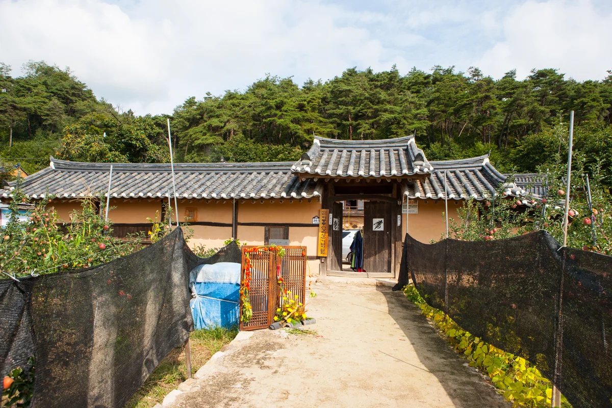 의성 산수유마을 - 경북 여행 여행