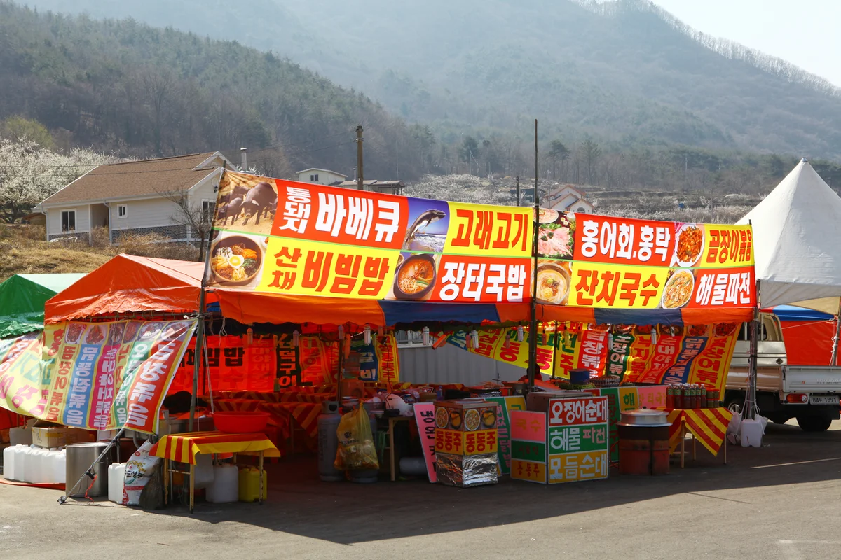 3월 경남 가볼만한곳: 양산 원동 매화마을 - 경남여행 여행