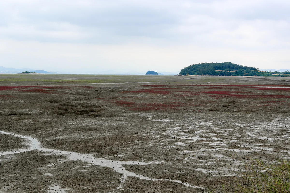 무안황토갯벌랜드 - 무안벚꽃 여행
