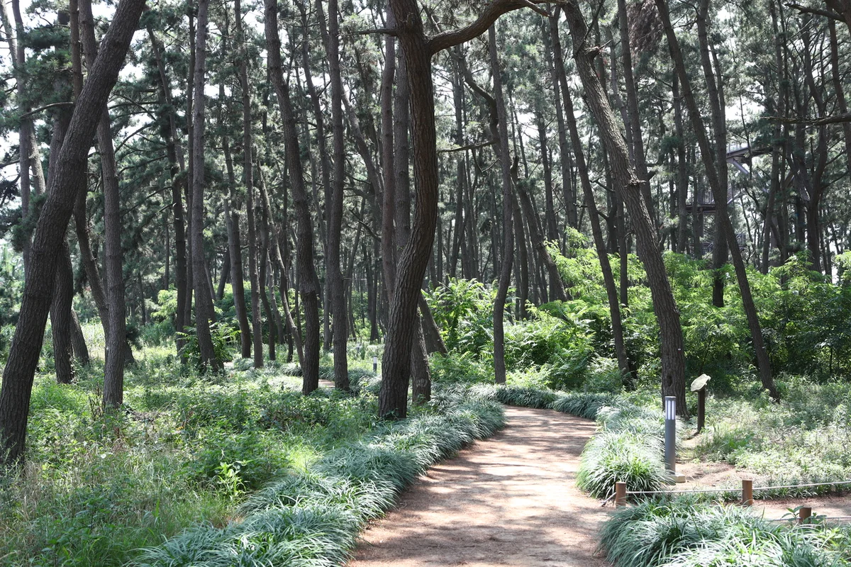 장항스카이워크 전망대 - 서천군 여행