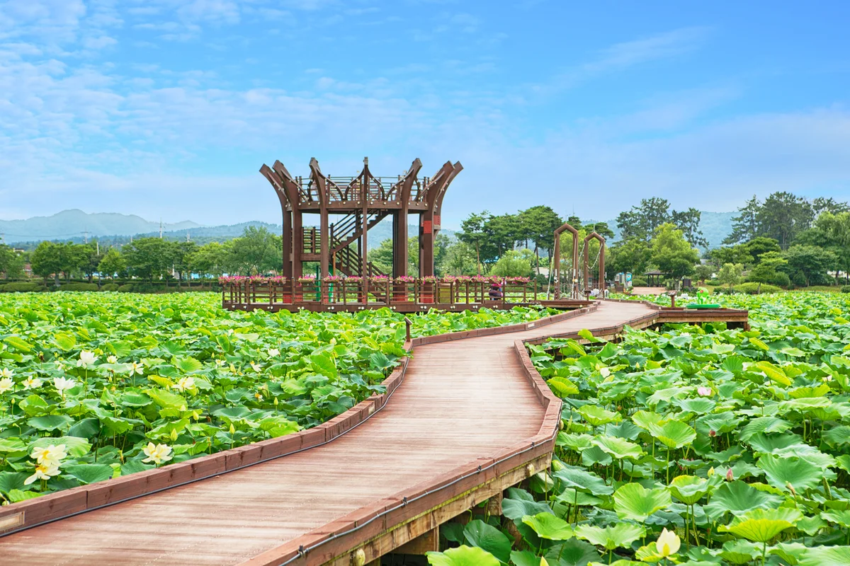 회산 백련지 - 무안벚꽃 여행