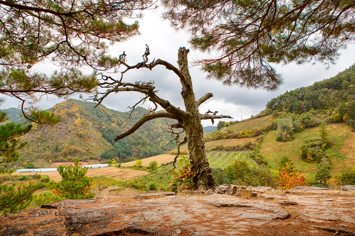 몰운대 - 사하 효도여행 여행
