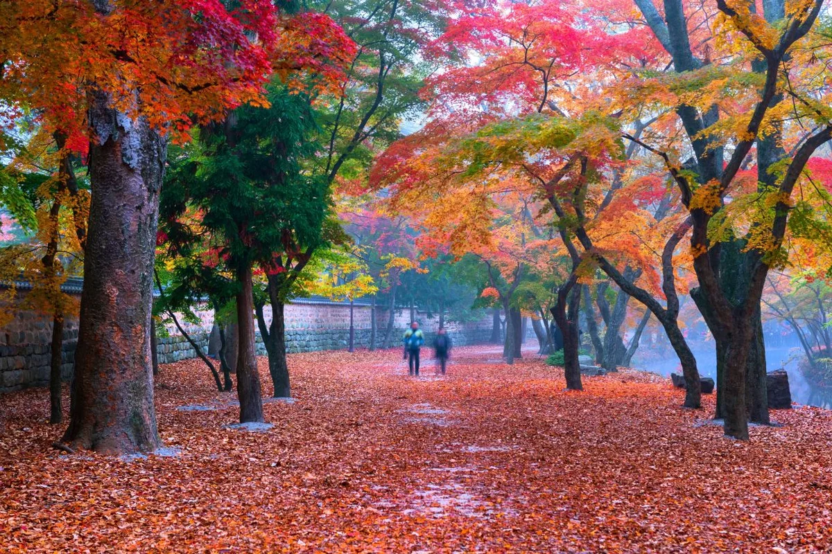 선운사 - 고창벚꽃 여행