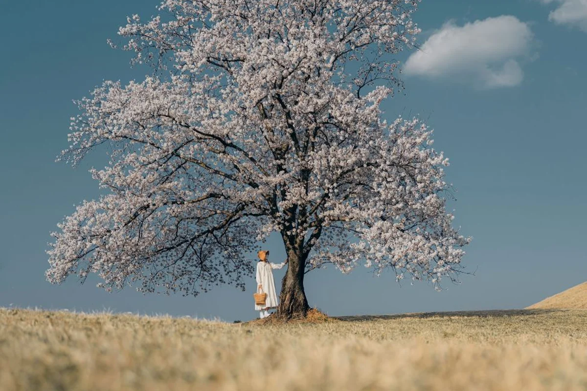 함안군 벚꽃 명소 (출처 : 한국관광공사)