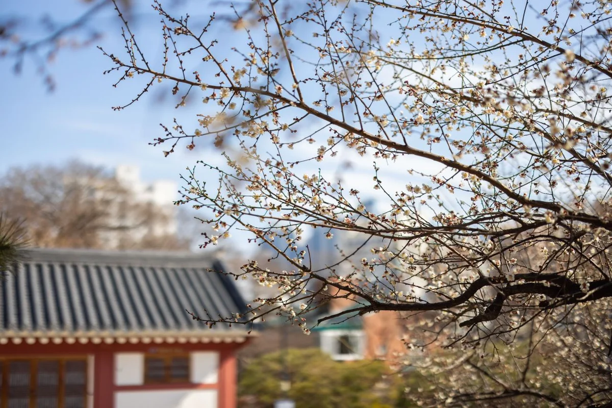 수영구 봄 나들이 (출처 : 한국관광공사)