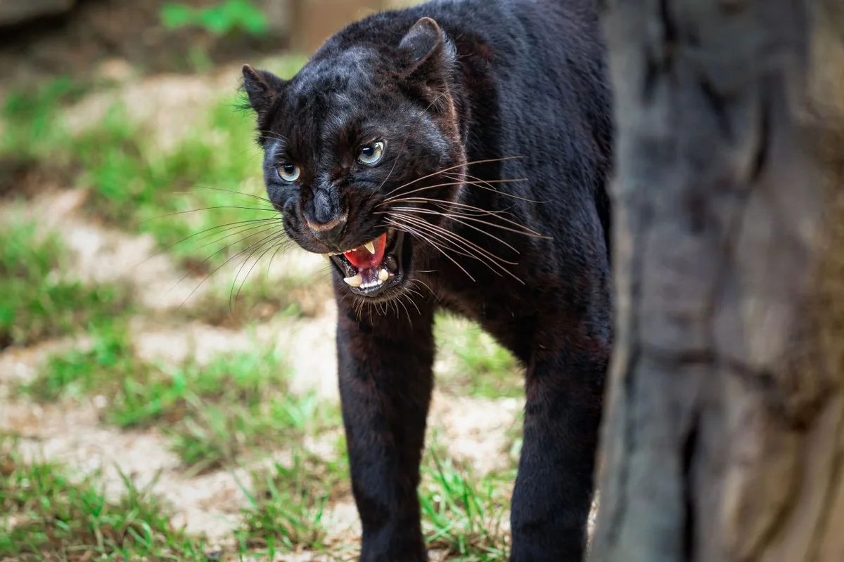 네이처파크 - 대구 달성 여행