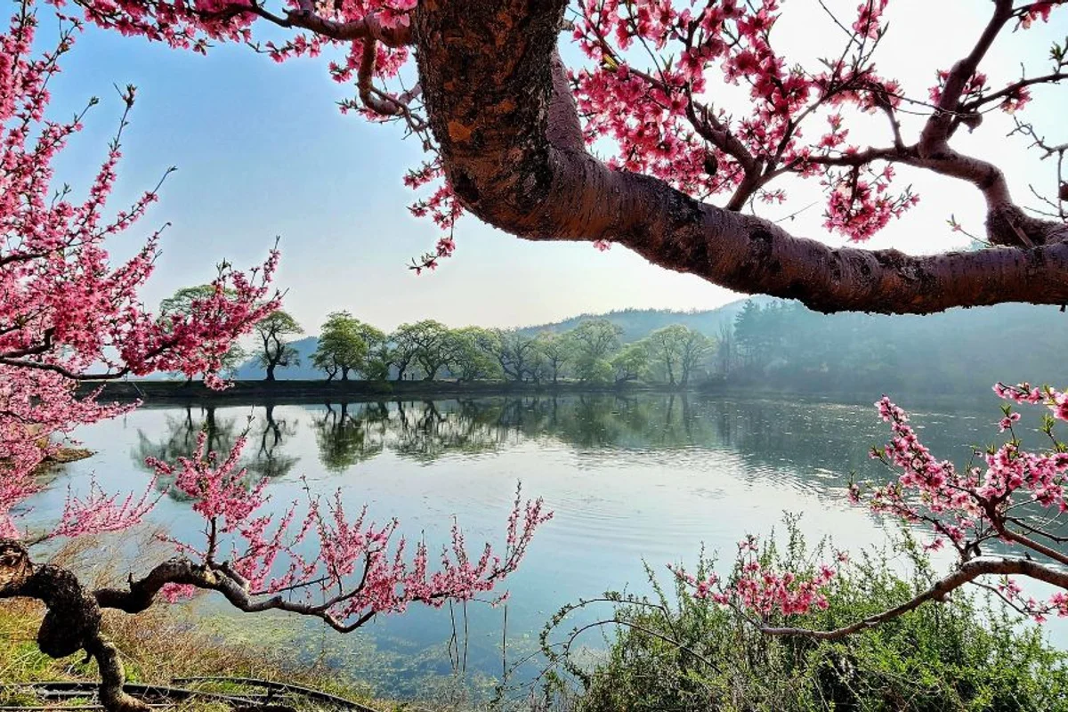 반곡지 - 경산여행 여행