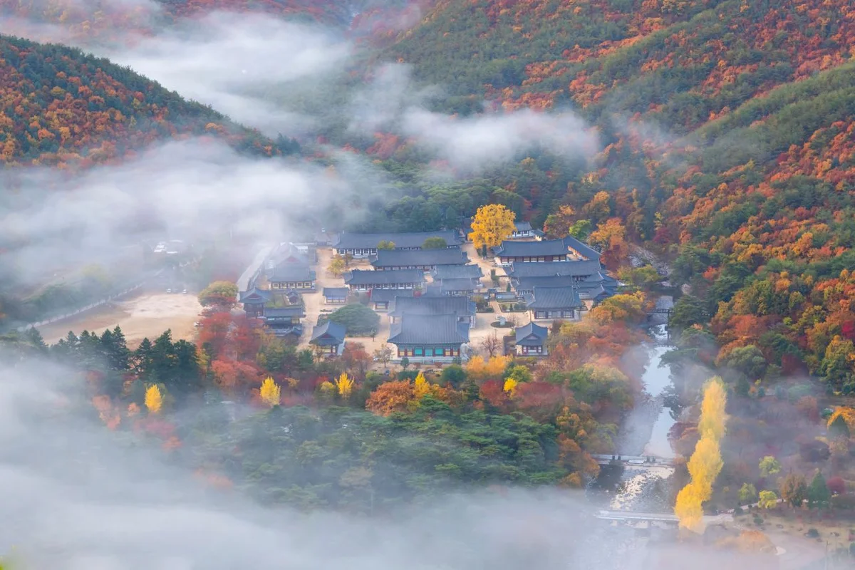 청도 벚꽃 (출처 : 한국관광공사)