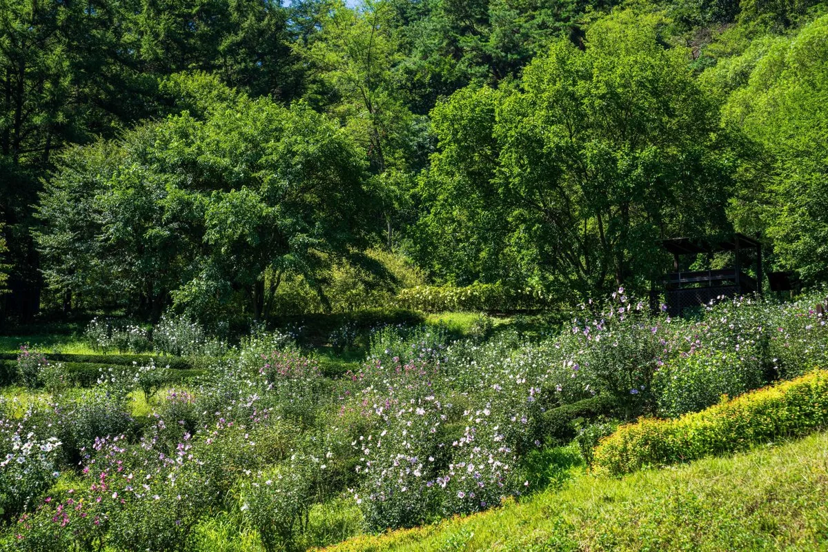 무궁화수목원 - 홍천벚꽃 여행