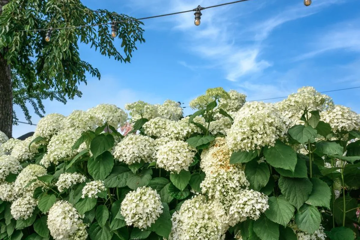유구 색동수국정원 - 공주여행 여행