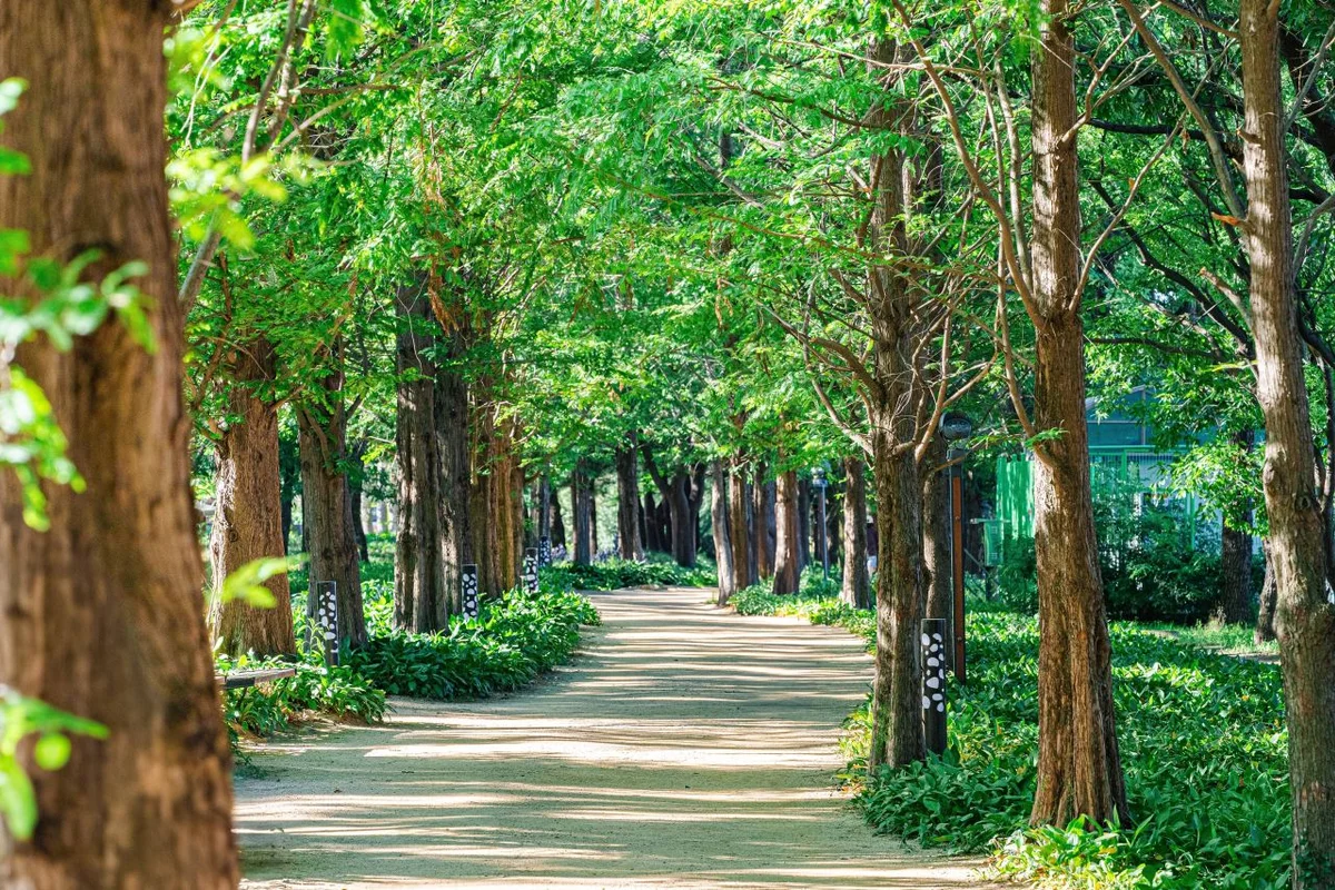 고양생태공원메타세콰이아산책로 - 고양시 여행