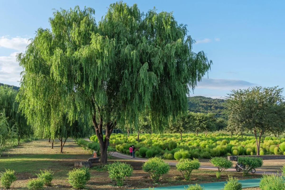 하중도 - 대구여행 여행