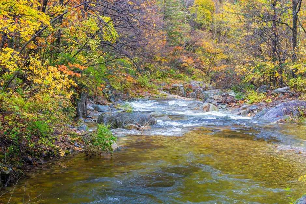 평창군 벚꽃 명소 (출처 : 한국관광공사)