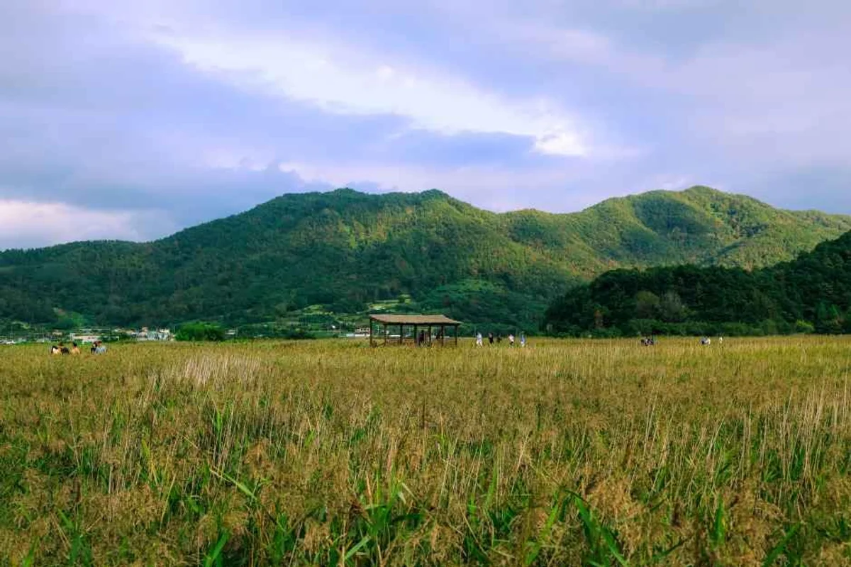 순천만습지 - 순천여행 여행