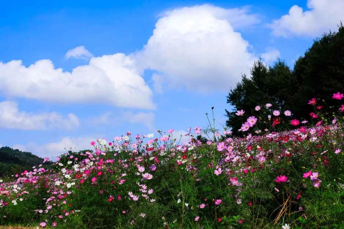 무안 벚꽃 명소 (출처 : 한국관광공사)