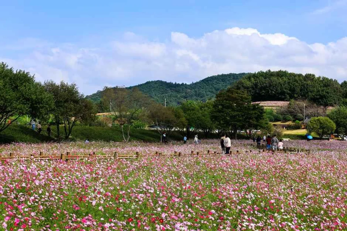 고인돌공원 왕벚꽃길, 무안 벚꽃 명소의 밤을 밝히다 - 무안벚꽃 여행
