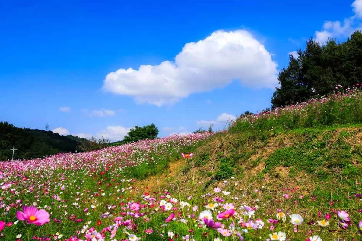 톱머리해수욕장 - 무안벚꽃 여행